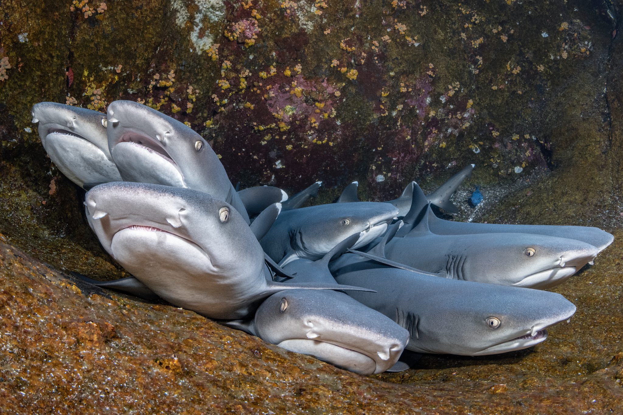 Ocean Art Underwater Photo Competition