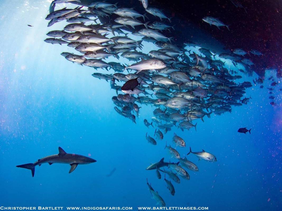 Revillagigedo Islands