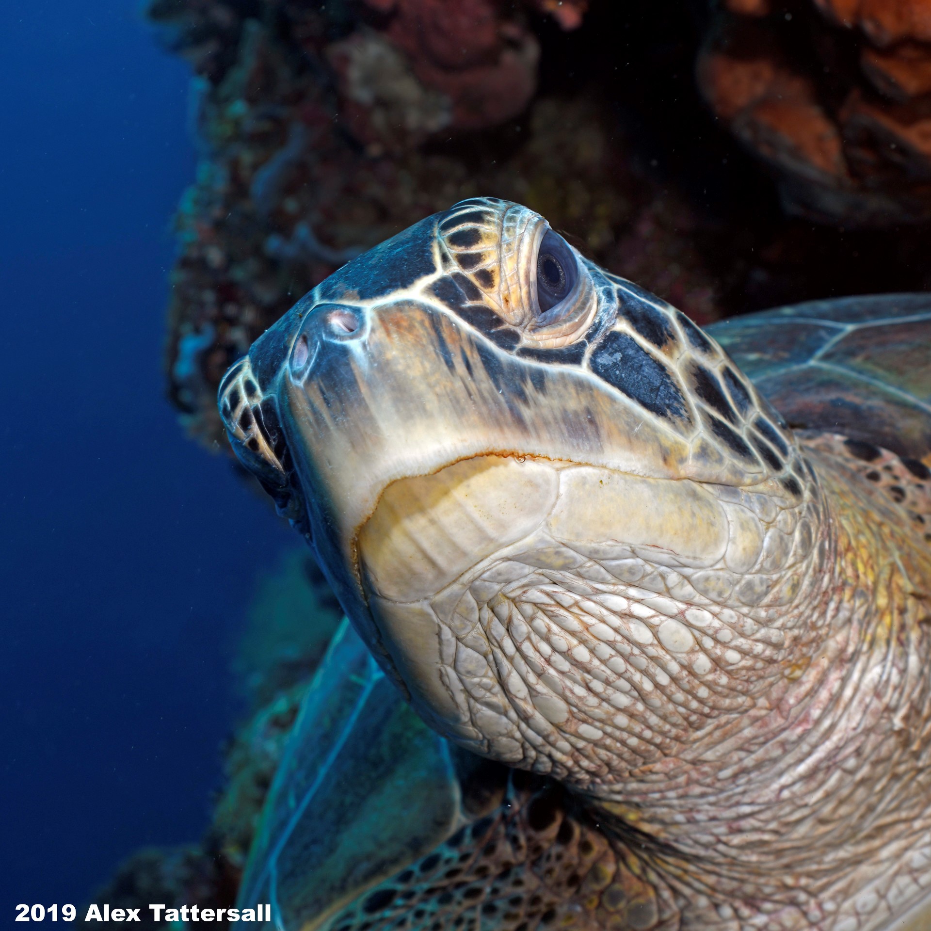 underwater photography workshop