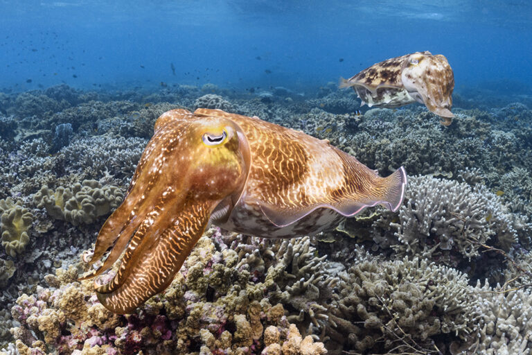 cuttlefish