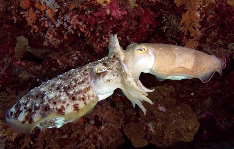 cuttlefish