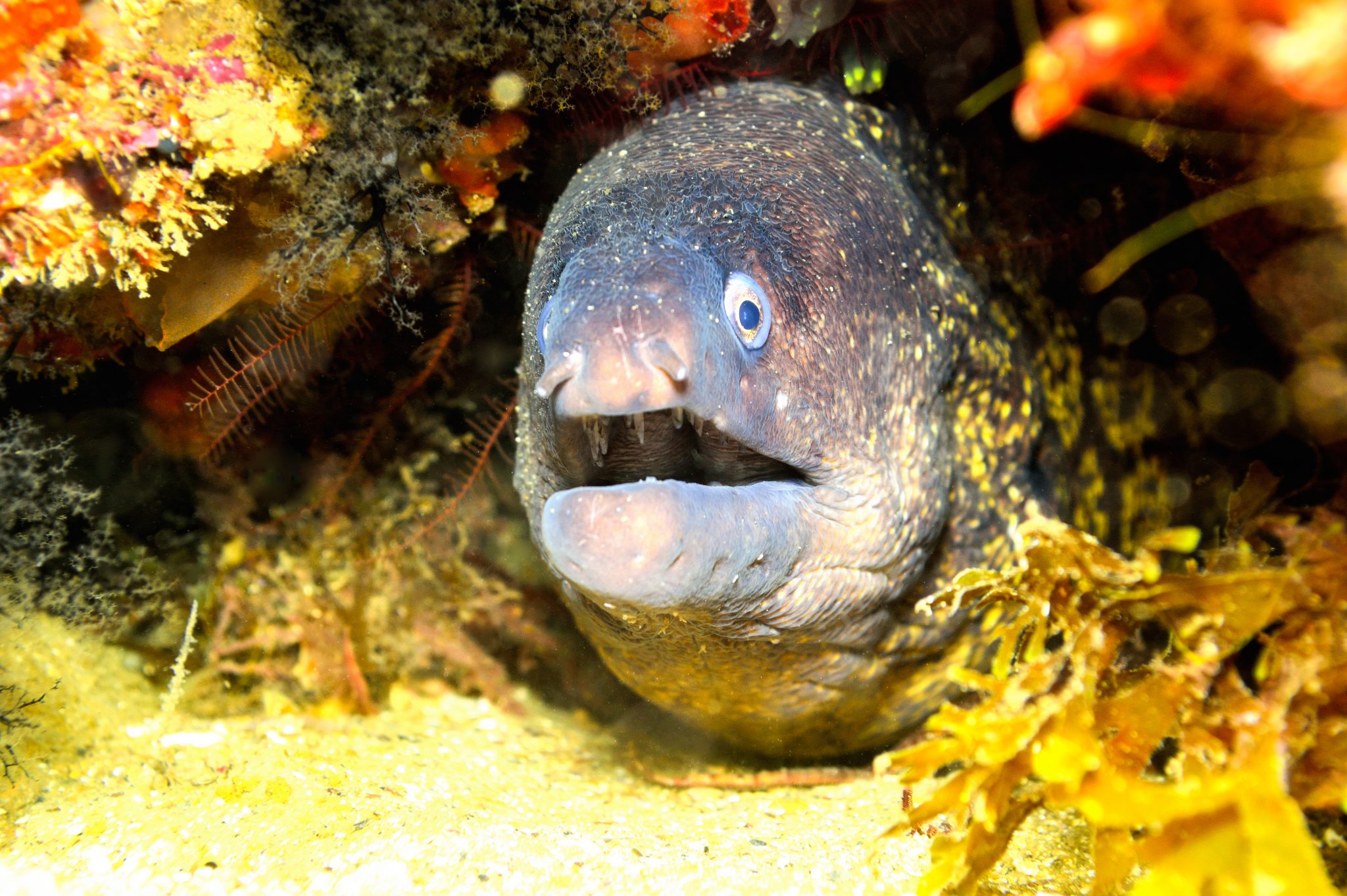 diving gibraltar