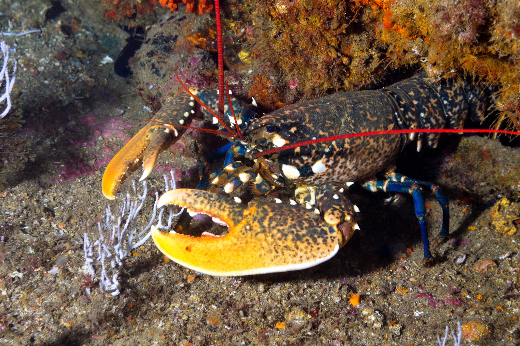 diving gibraltar