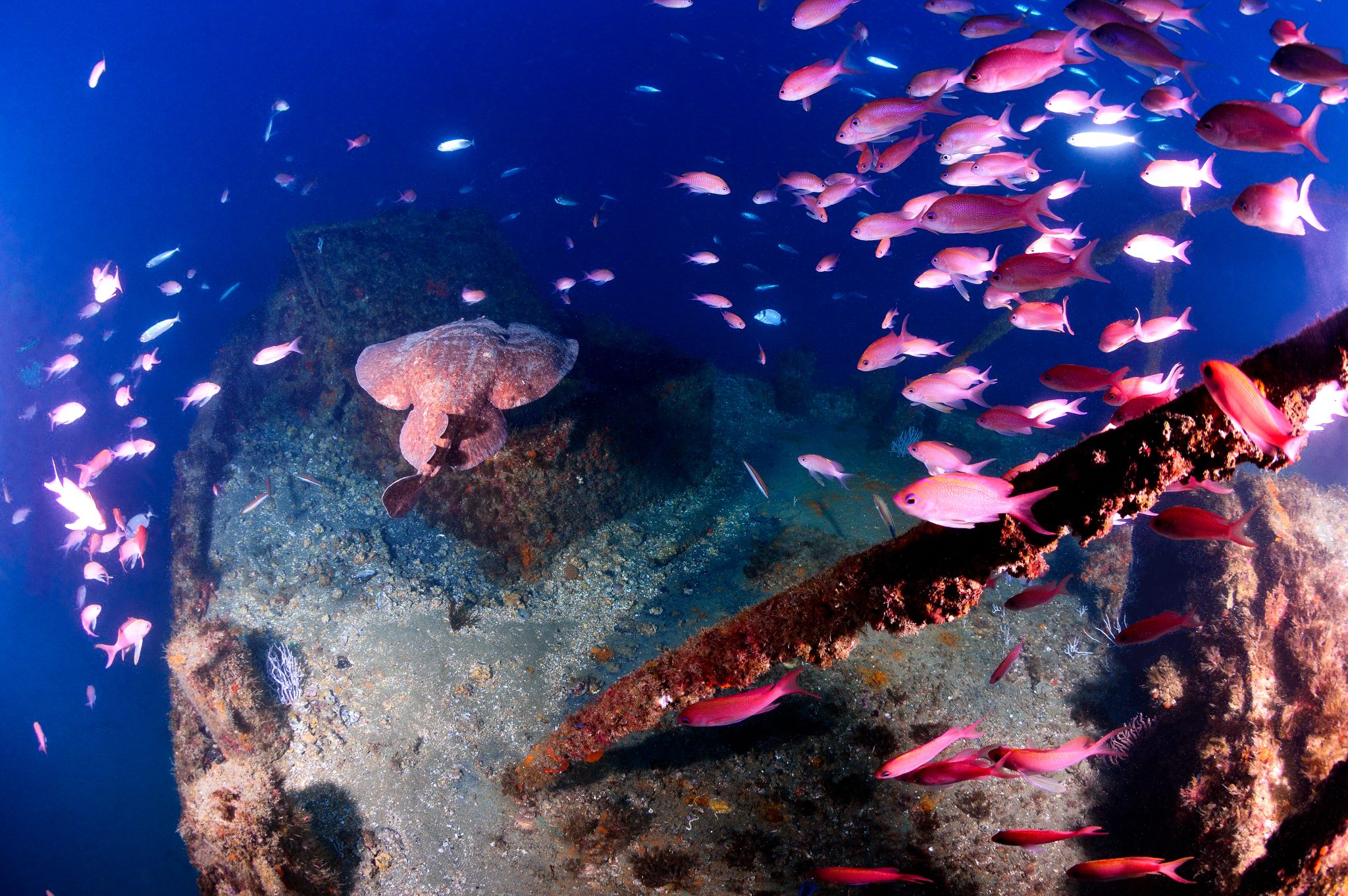 diving gibraltar