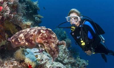 cuttlefish