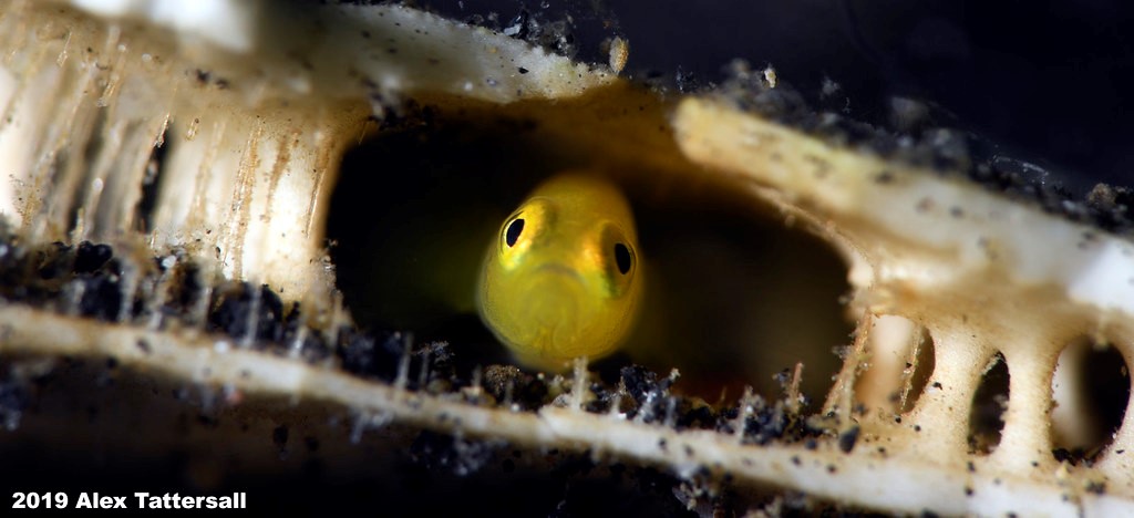 underwater photography workshop