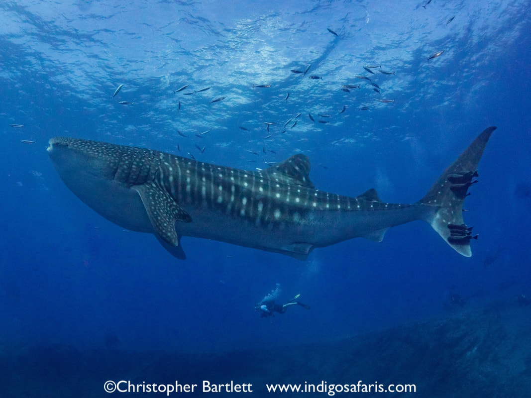 whale sharks