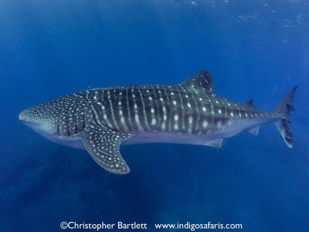 whale sharks