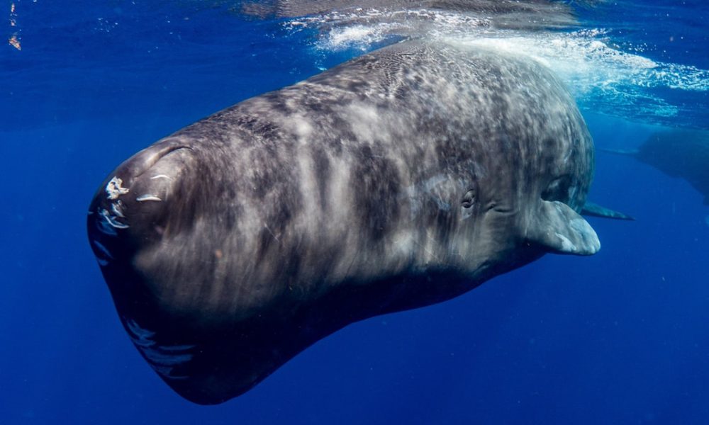 sperm whales