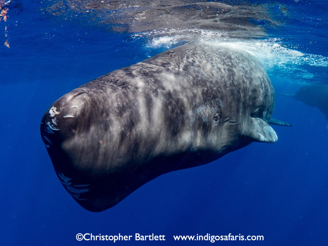 sperm whales