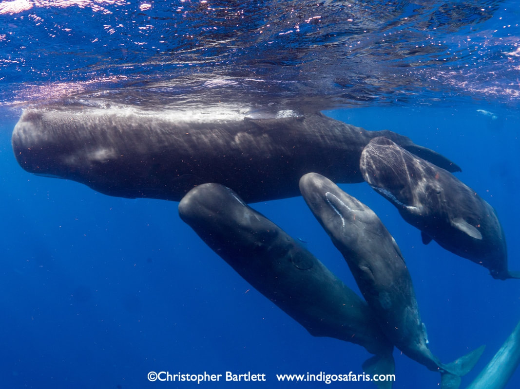 sperm whales