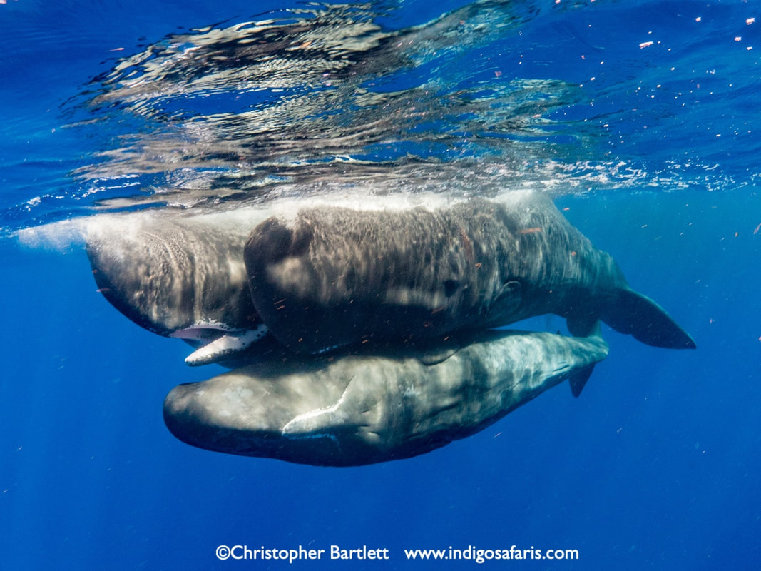 sperm whales