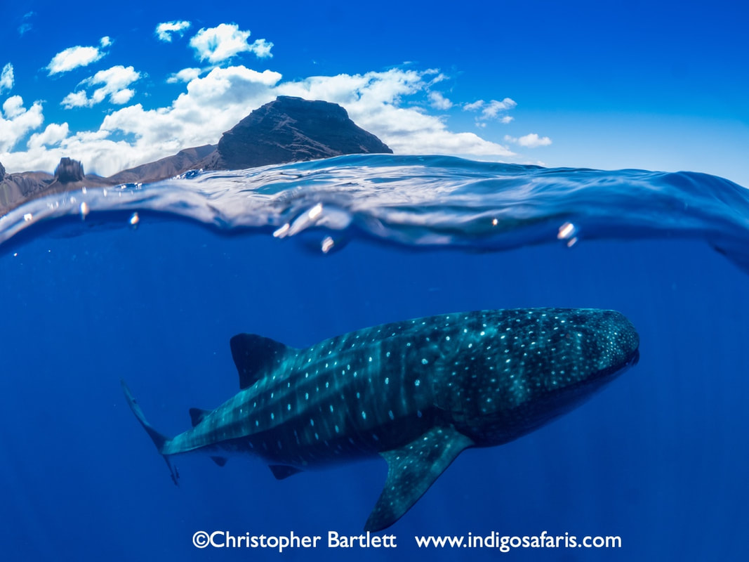 whale sharks