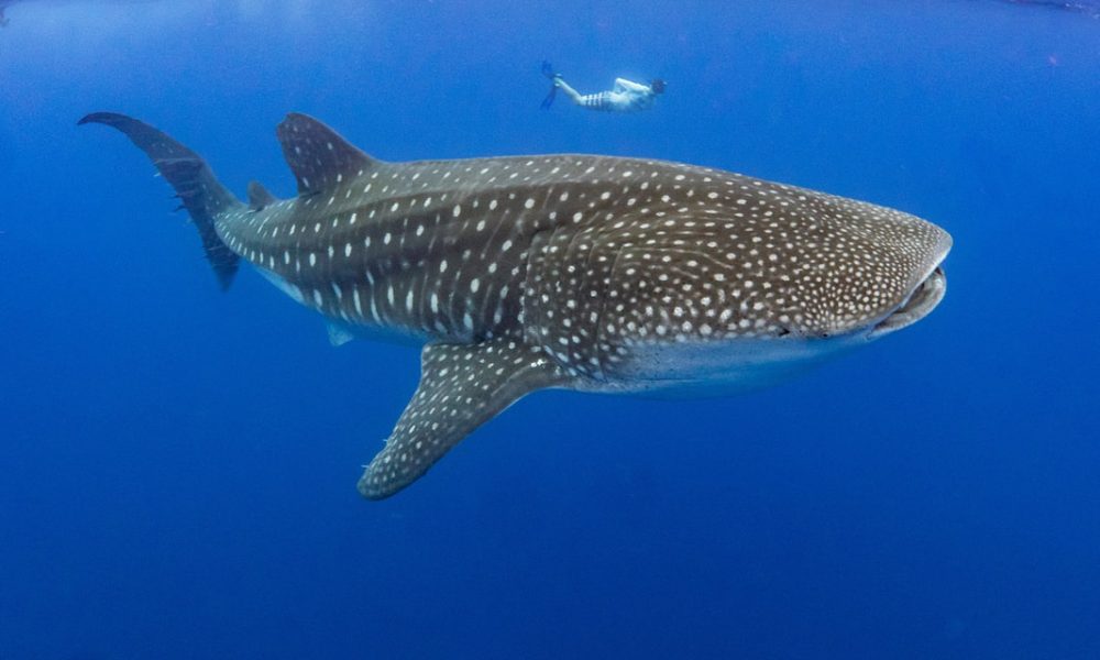 whale sharks