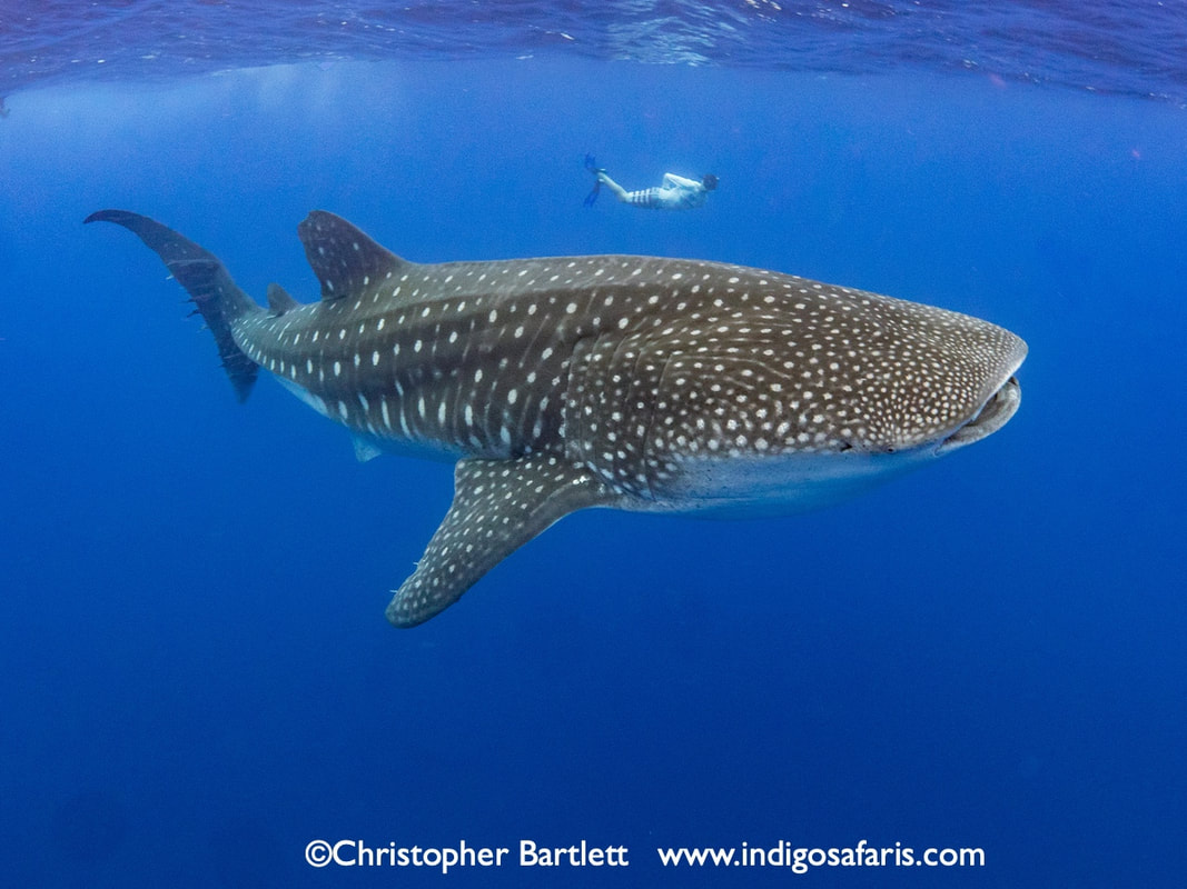 whale sharks