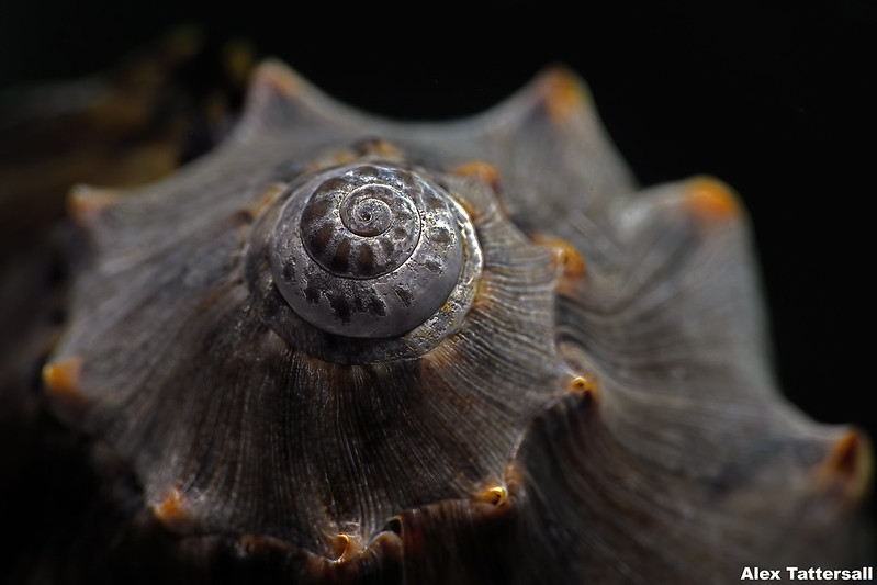 underwater photography workshop