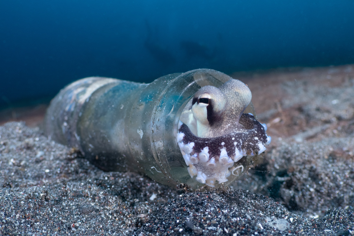 underwater photography workshop