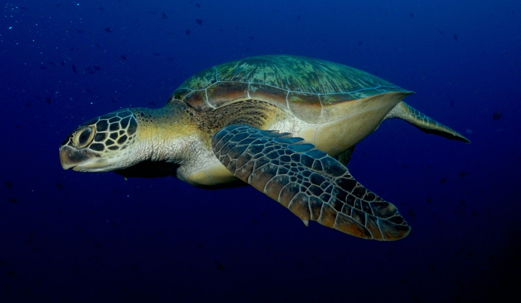 diving in manado