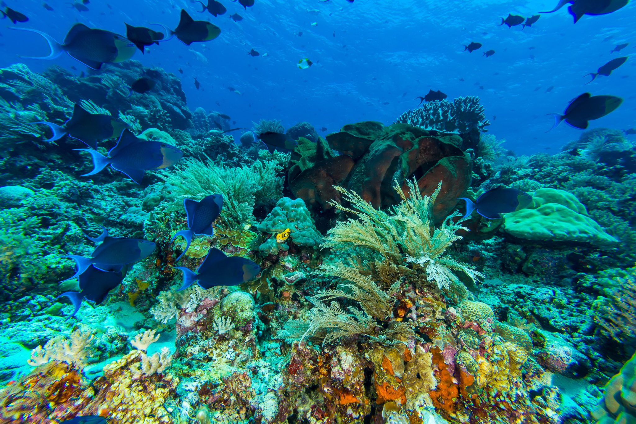 diving in manado