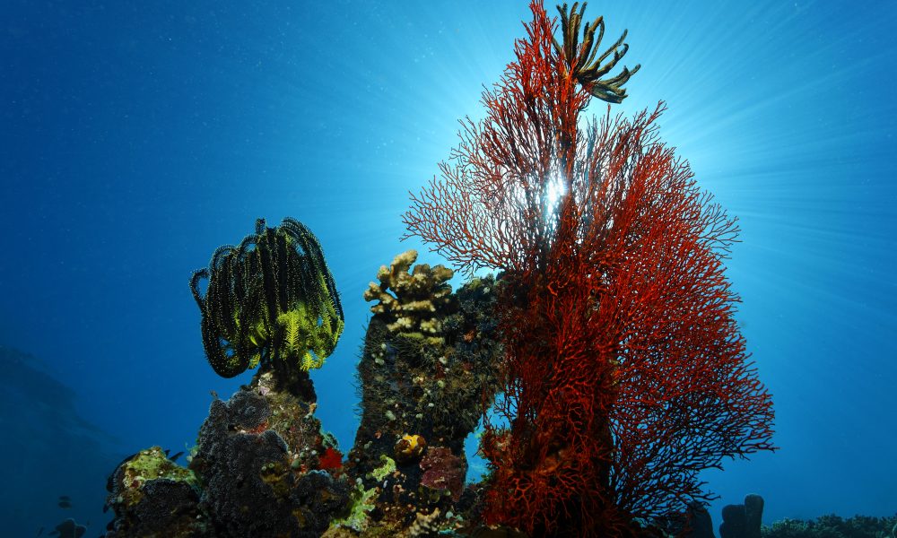 diving in manado