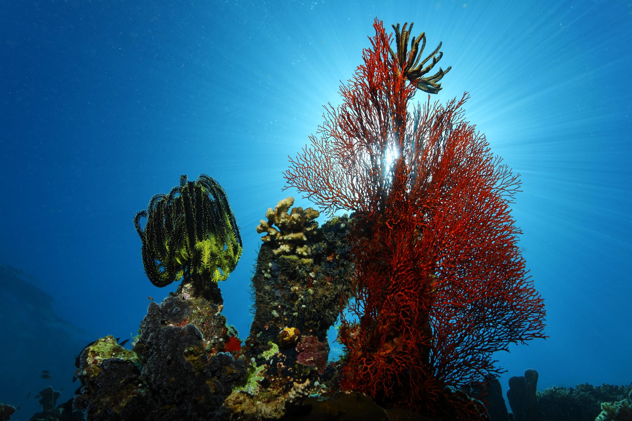 diving in manado