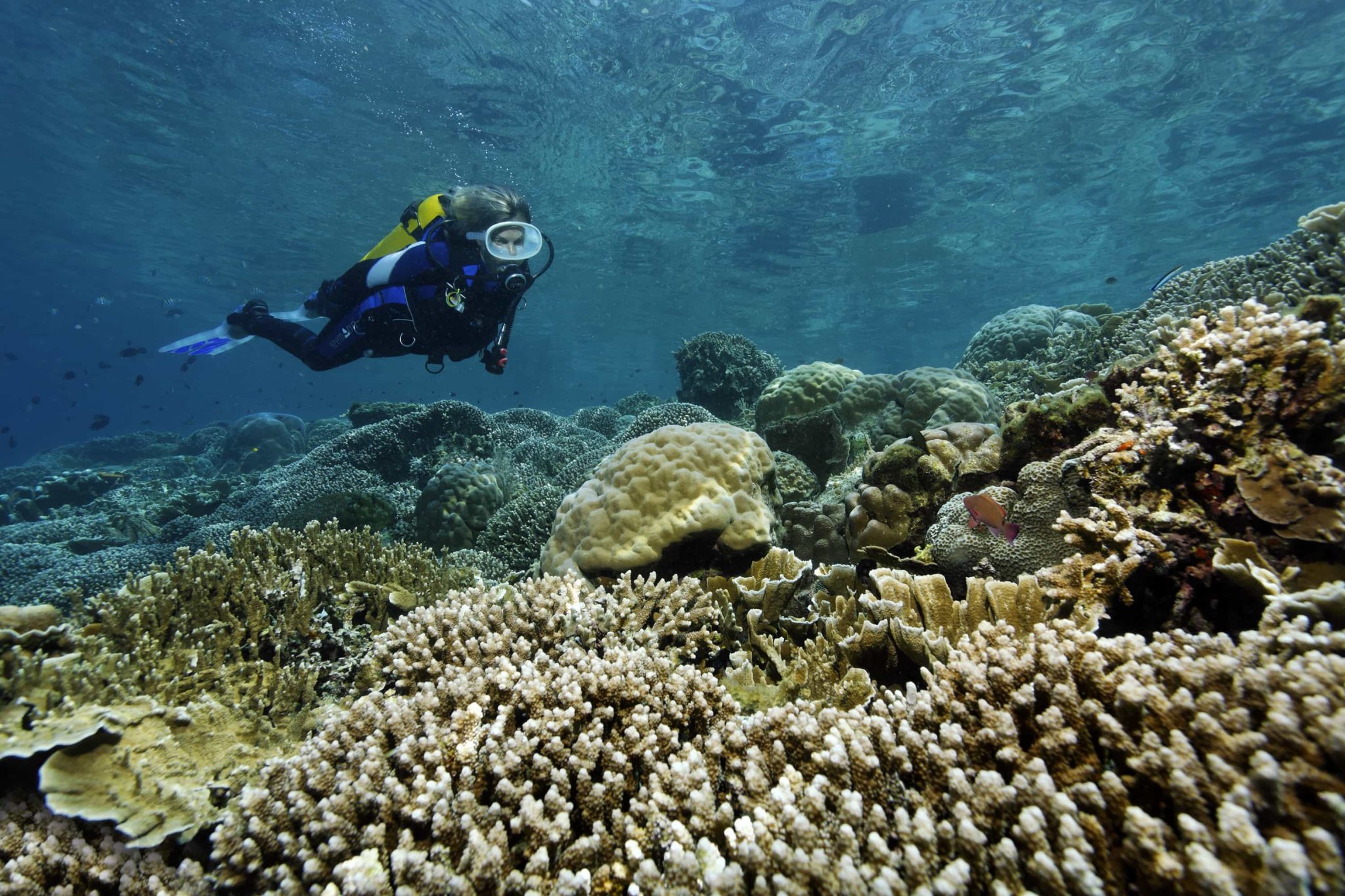 diving in manado