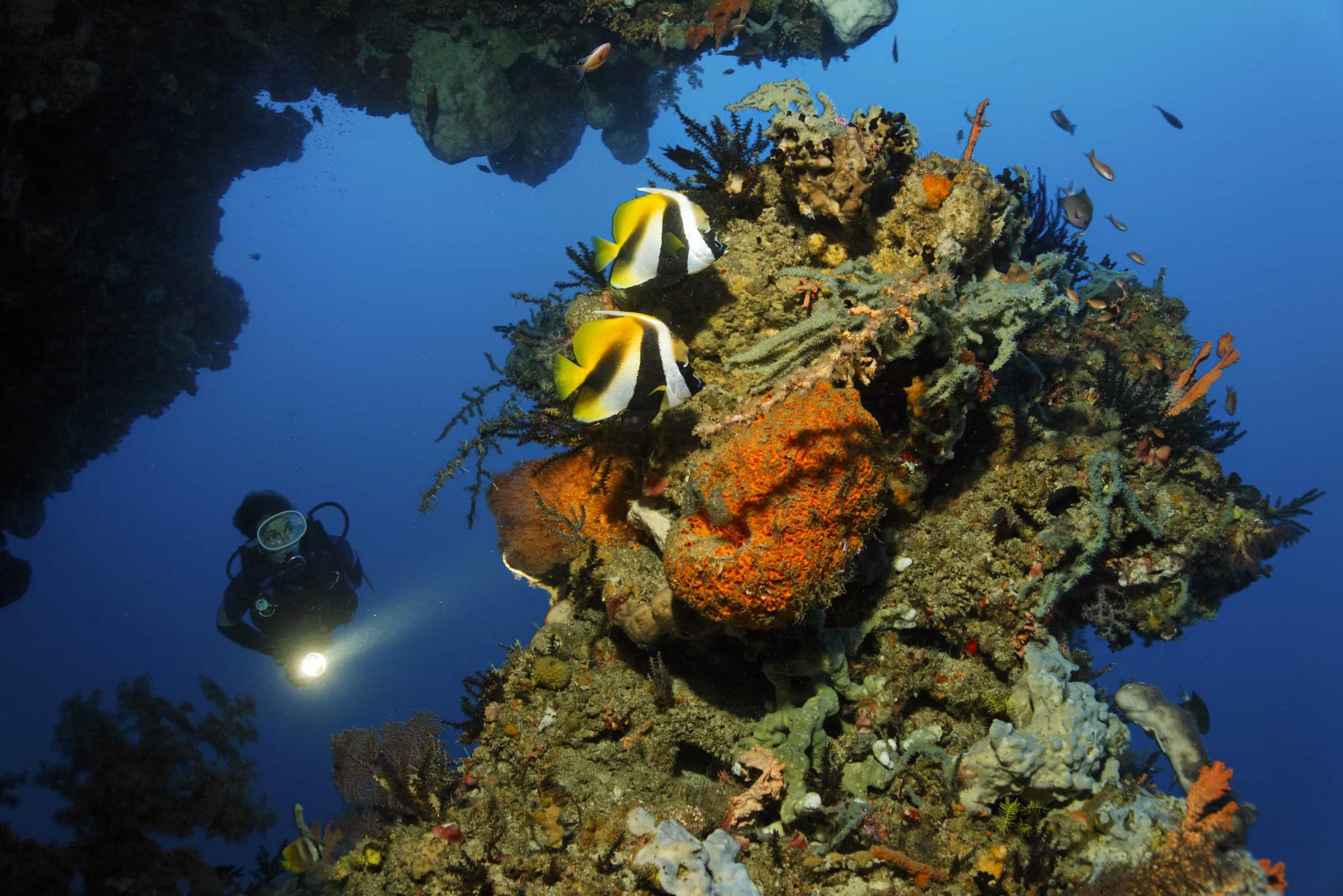 diving in manado