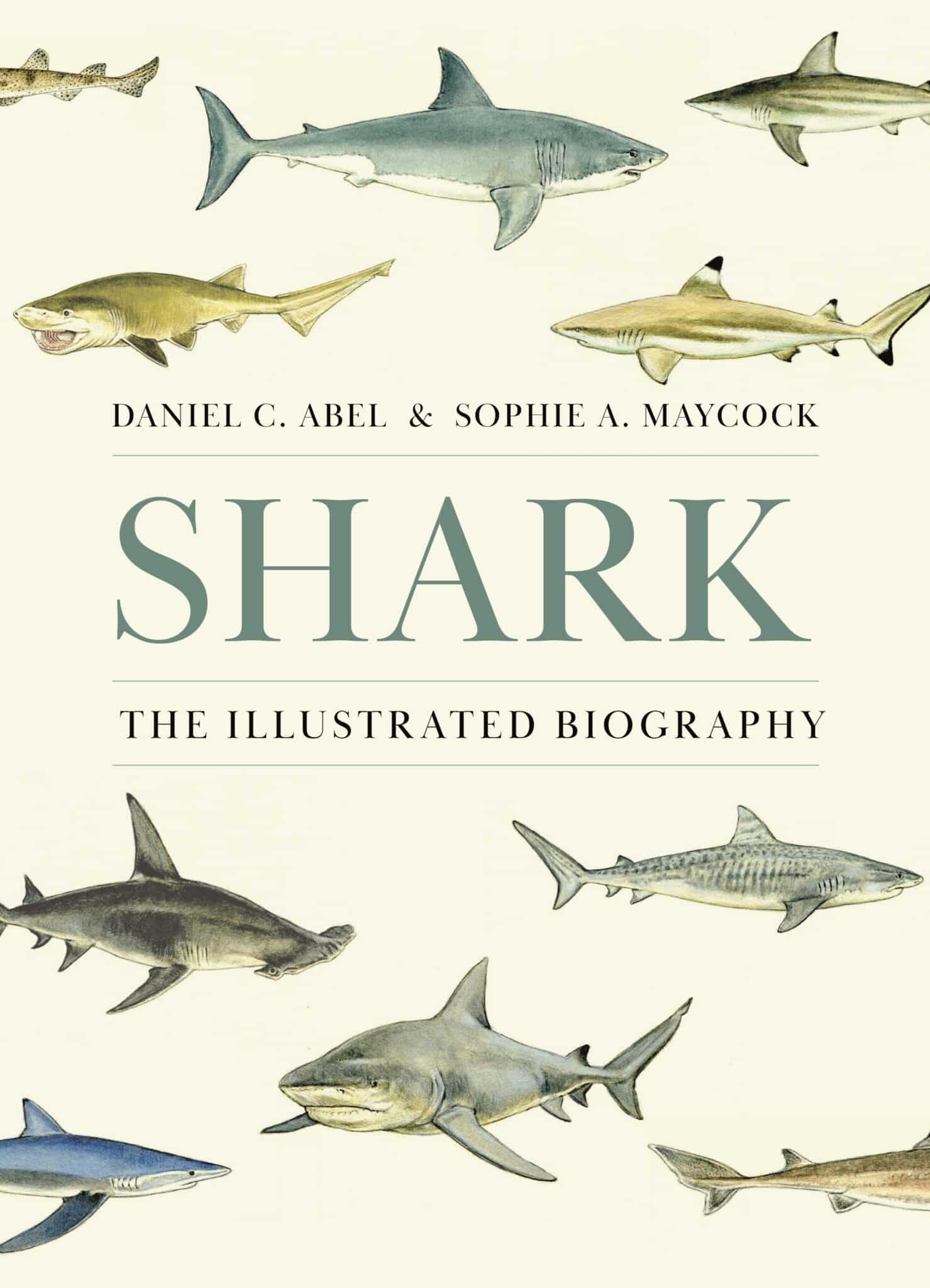 shark