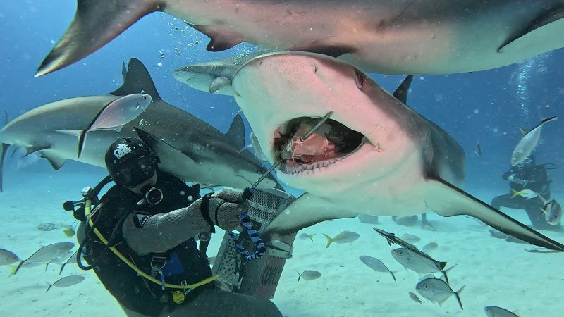 shark diving