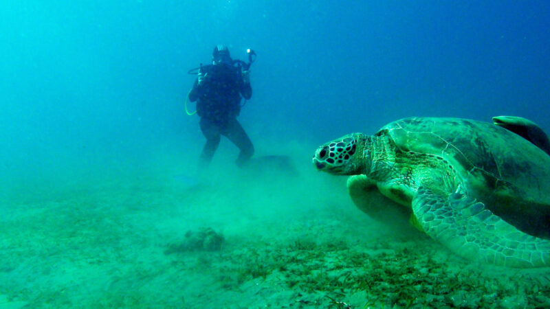 underwater videography