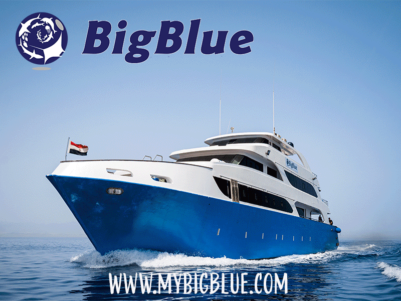 red sea liveaboard