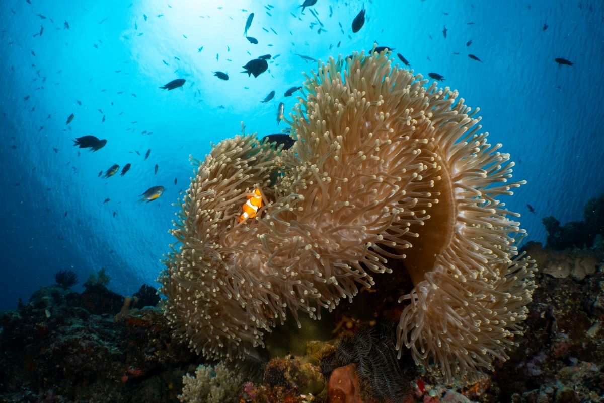 bunaken