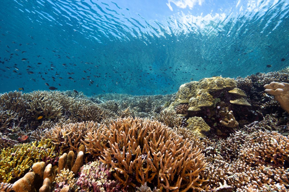 bunaken