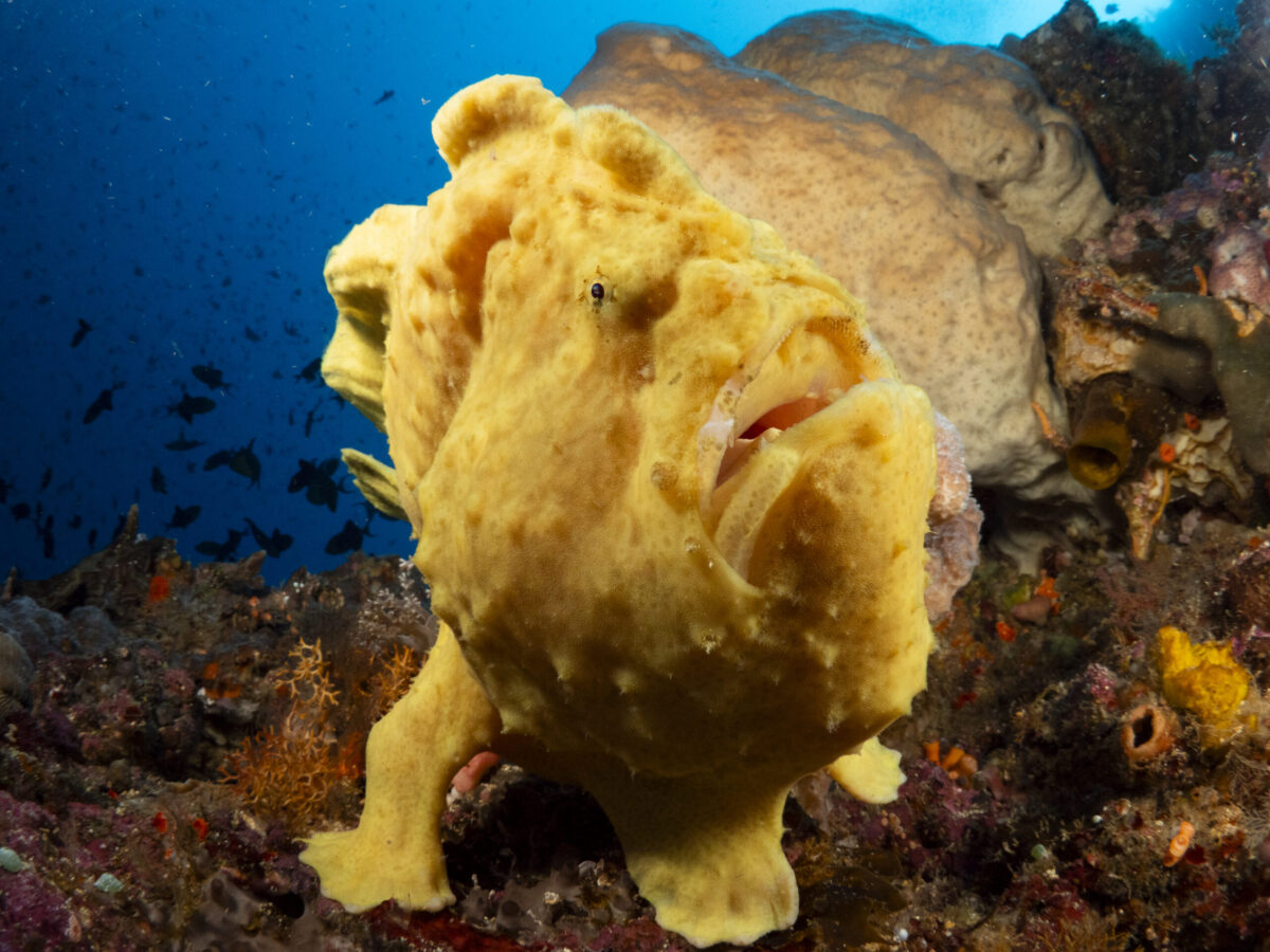 bunaken