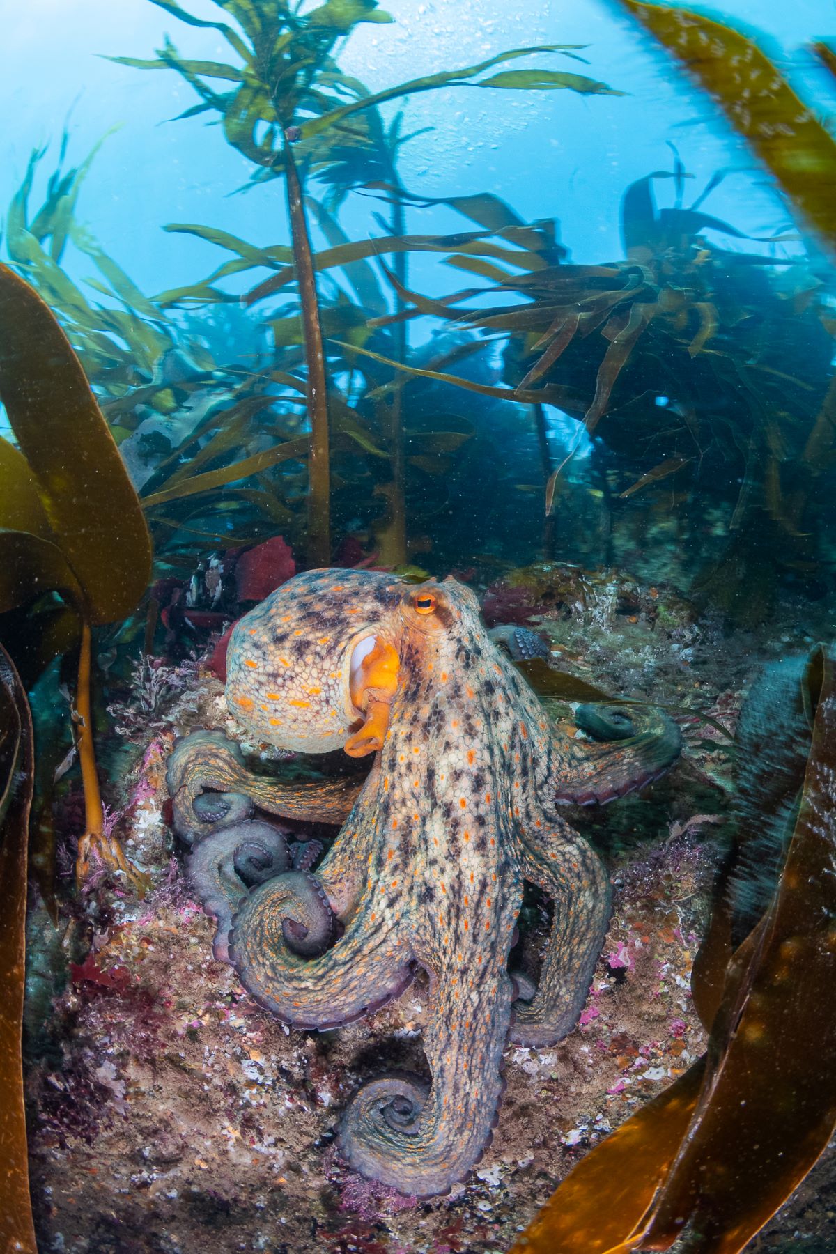 British & Irish Underwater Photography Championship