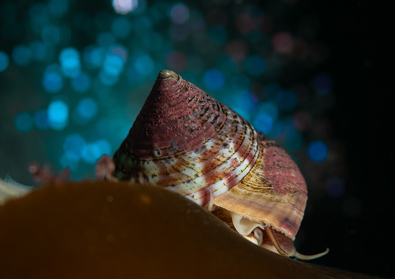 marine and natural history photography course