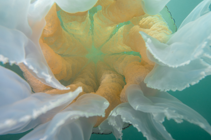 marine and natural history photography course