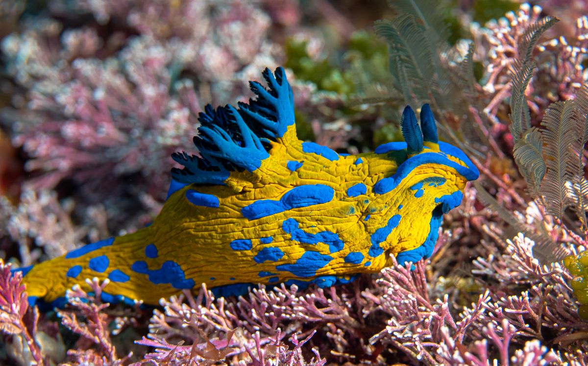 Marine & Natural History Photography