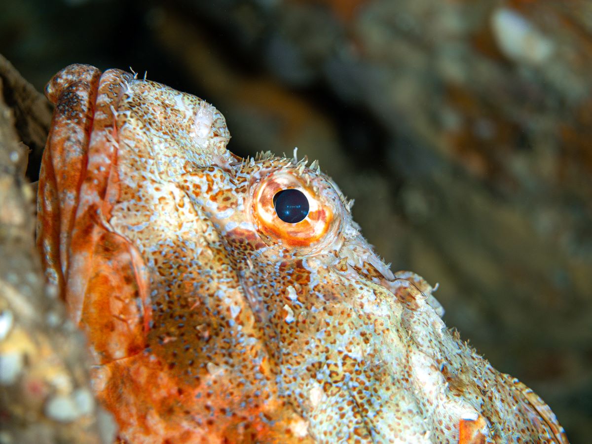 Marine & Natural History Photography