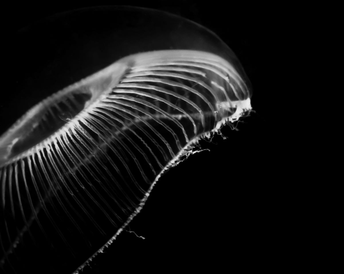 Marine & Natural History Photography