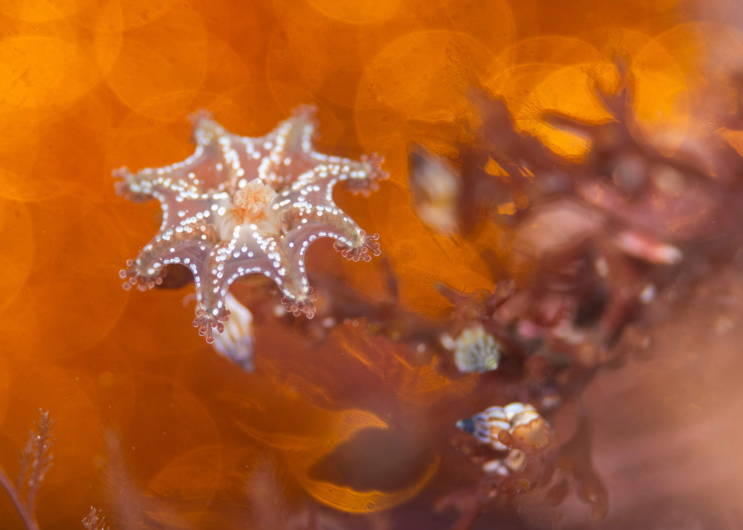 underwater photographer