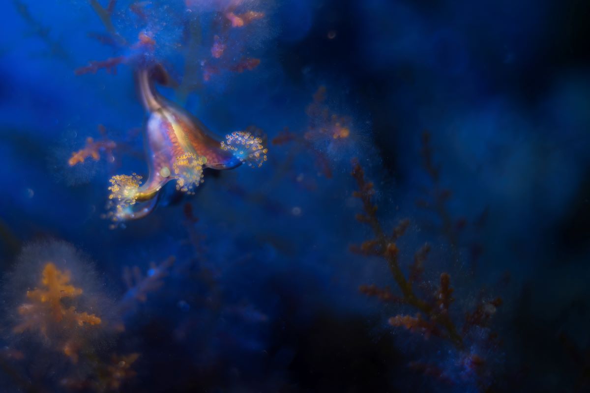 underwater photographer