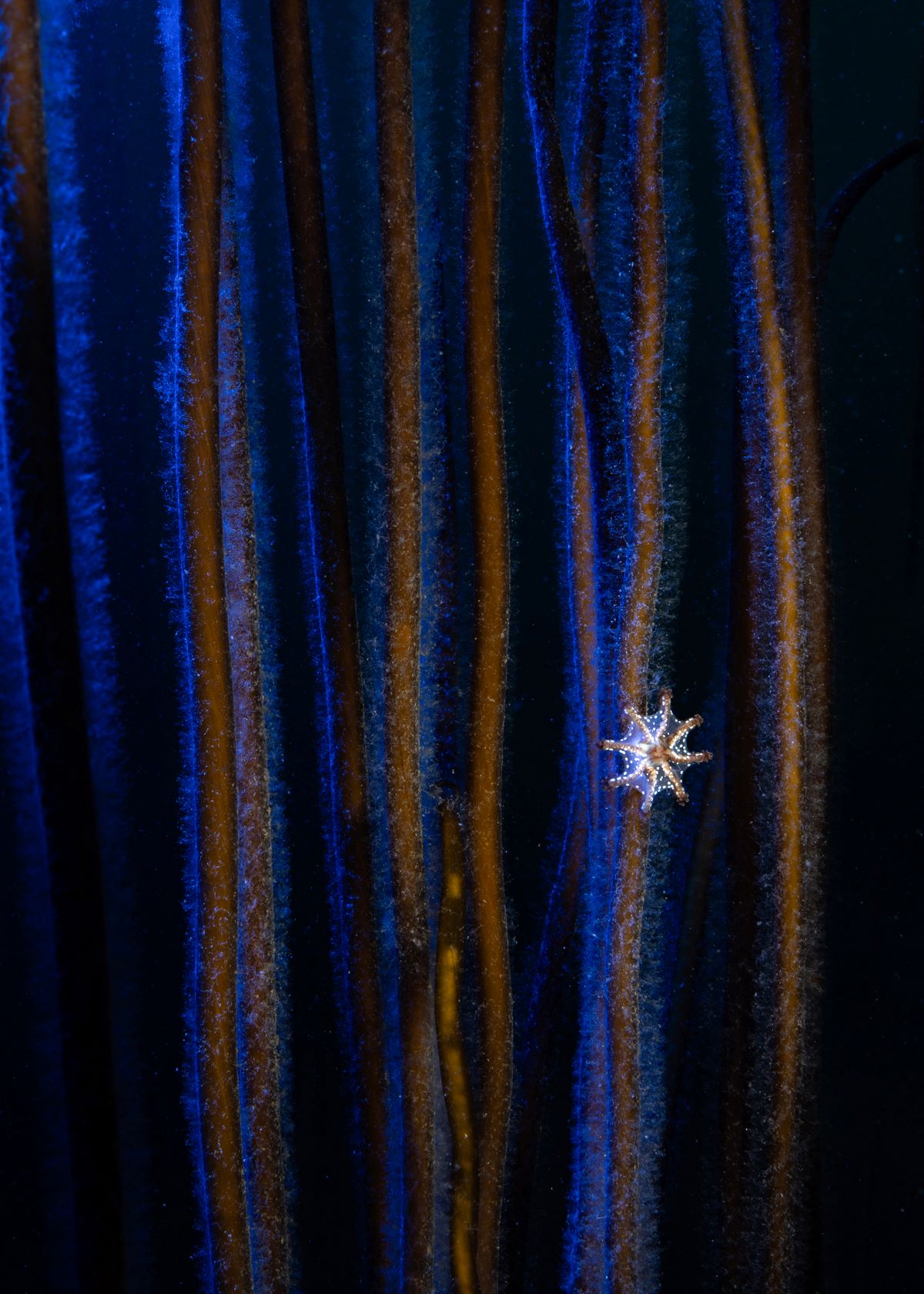 underwater photographer