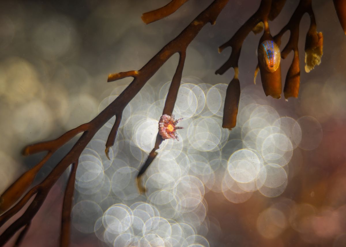 underwater photographer