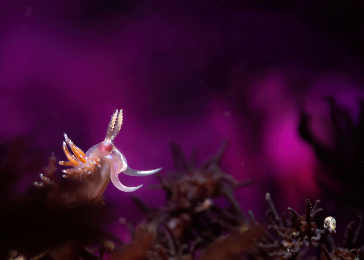 underwater photographer