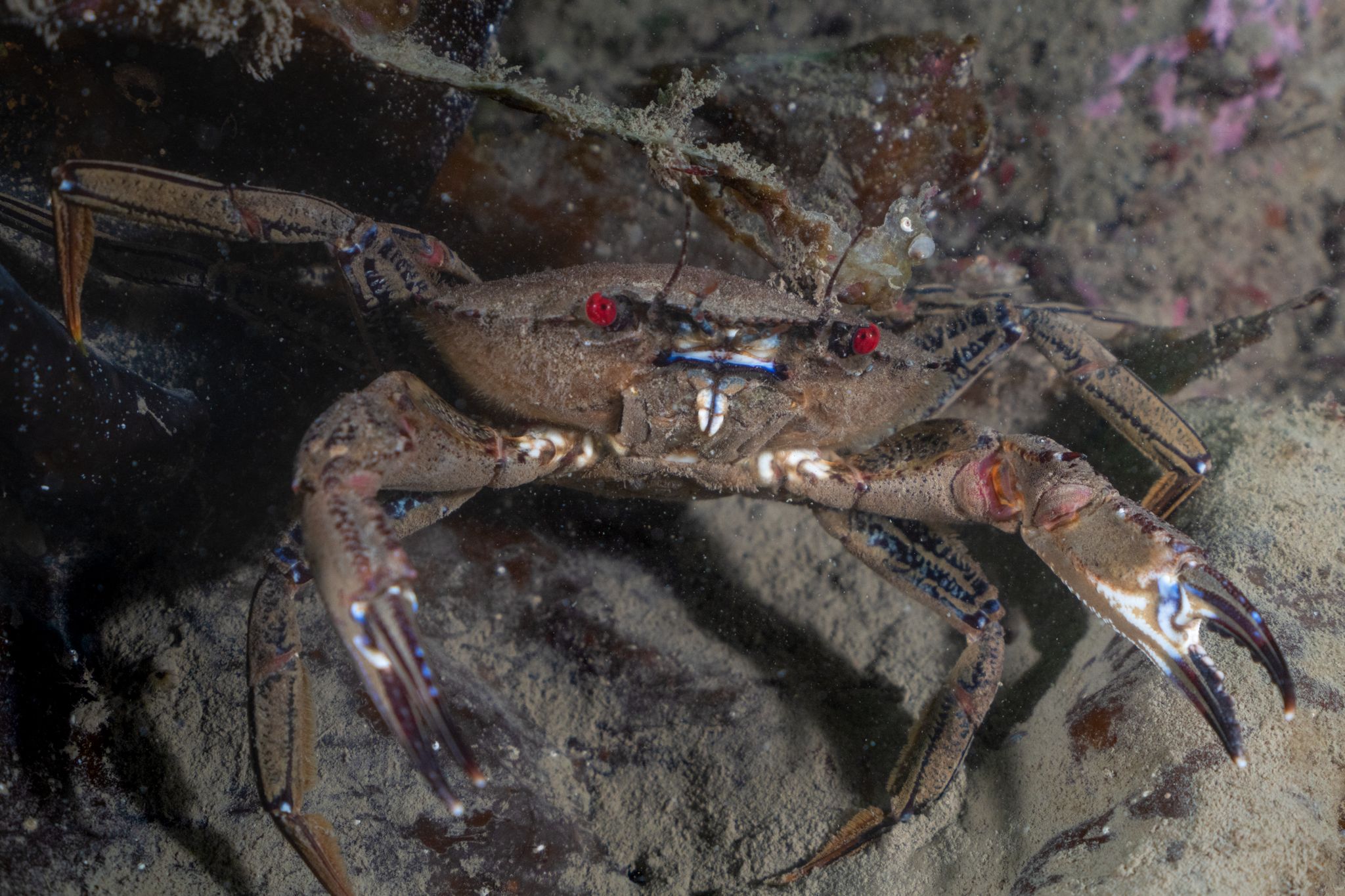 the great scuba drive