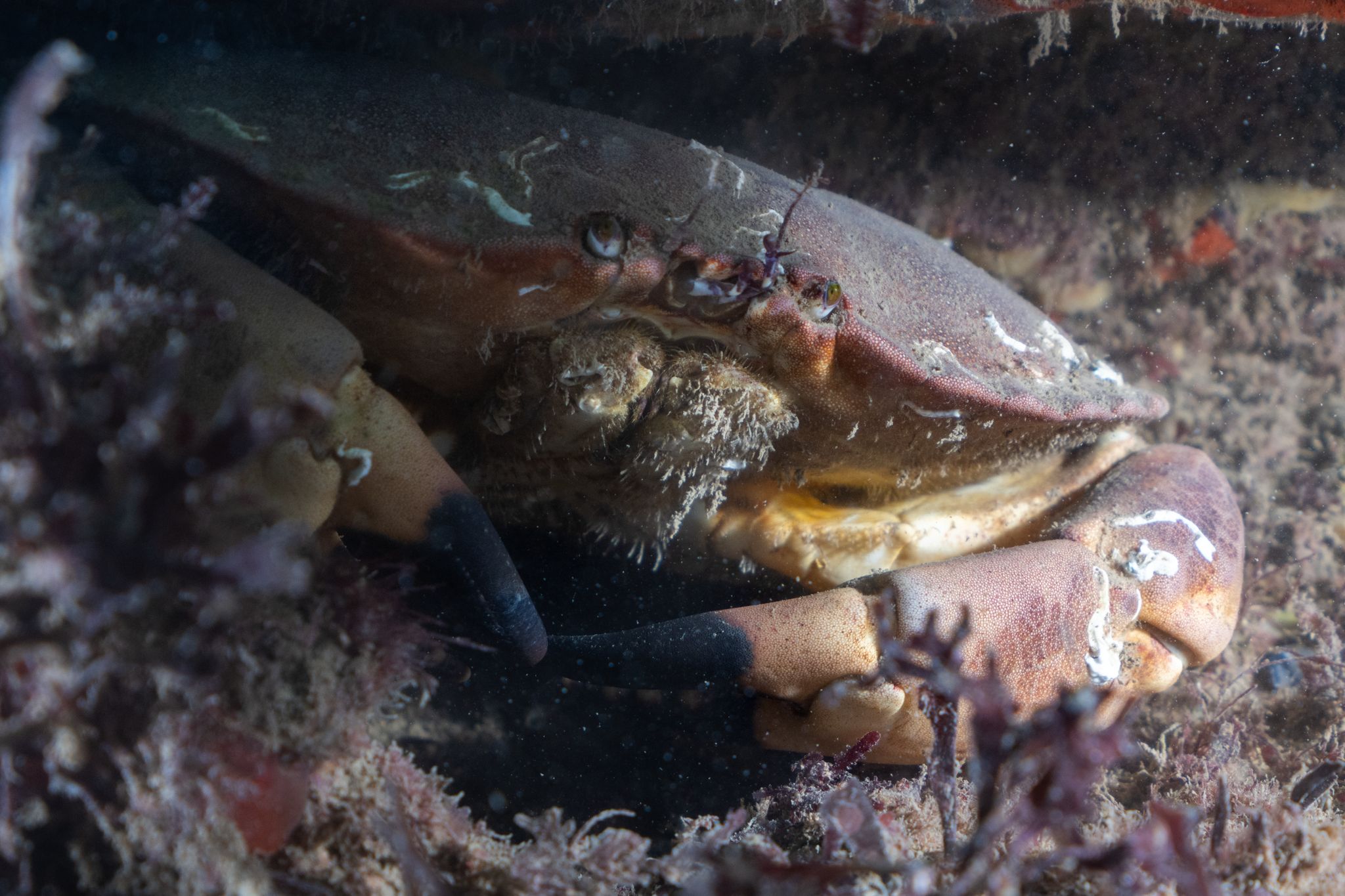 the great scuba drive