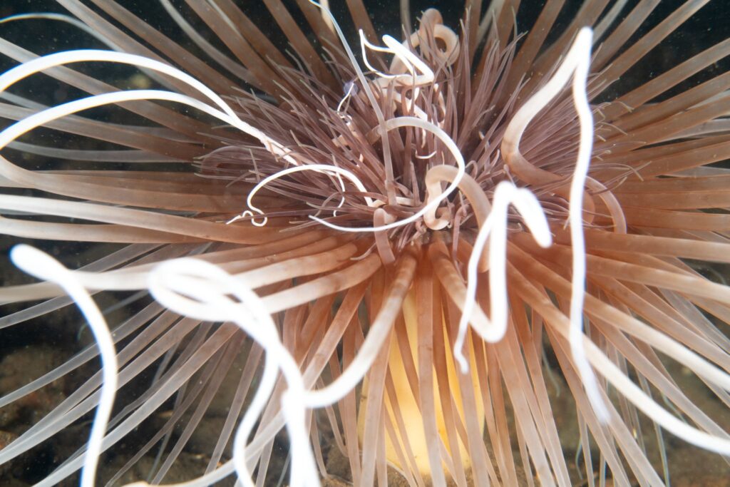 The Great Scuba Drive