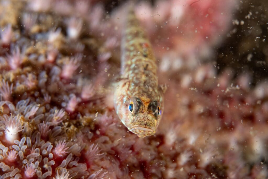 The Great Scuba Drive