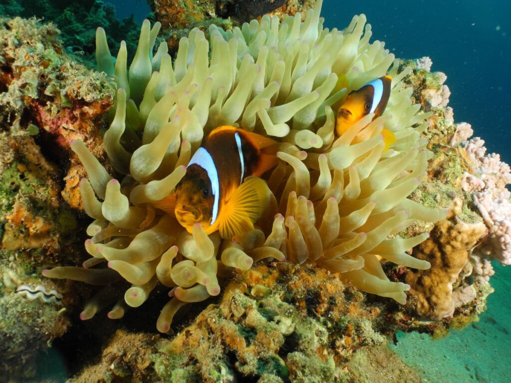 Penguin Divers Club
